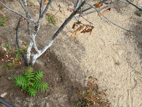 Ləhiş bağlarında susuzluqdan yanan ağacların günahı kimdədir?